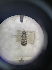 Odontomyia hydroleon