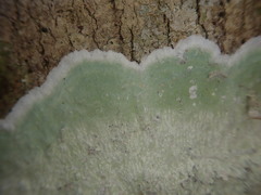 Cryptothecia bartlettii