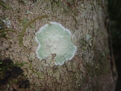 Cryptothecia bartlettii