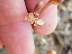 Bletia nitida