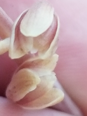 Bletia nitida