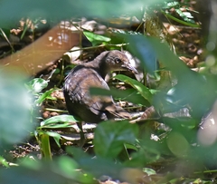 Rallina eurizonoides