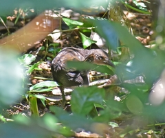 Rallina eurizonoides