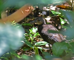 Rallina eurizonoides