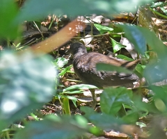 Rallina eurizonoides