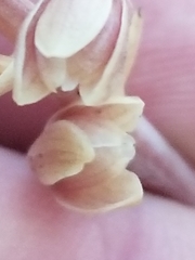 Bletia nitida