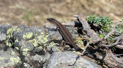 Podarcis muralis