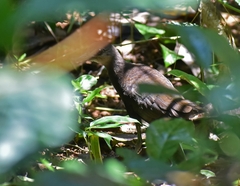 Rallina eurizonoides