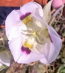 Calochortus eurycarpus