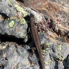 Podarcis muralis