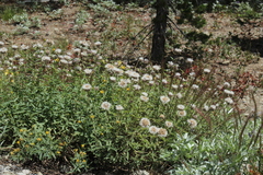 Monardella odoratissima pallida