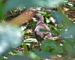 Rallina eurizonoides