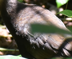 Rallina eurizonoides