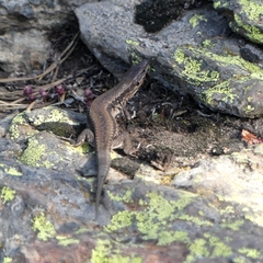 Podarcis muralis
