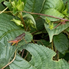 Peripolus