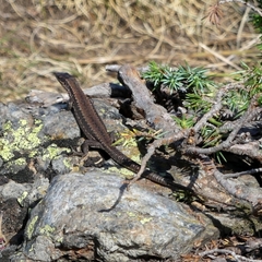 Podarcis muralis