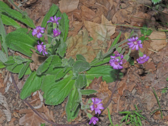 Senecio speciosus