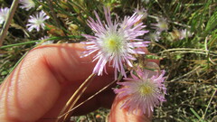 Lampranthus stenus