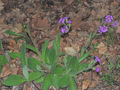 Senecio speciosus