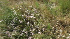 Lampranthus stenus