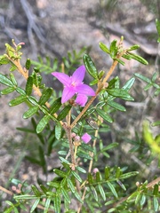 Boronia amabilis