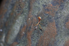 Endochus cingalensis