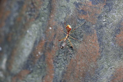 Endochus cingalensis