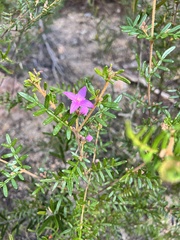 Boronia amabilis