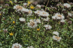 Monardella odoratissima pallida