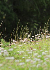 Monardella odoratissima pallida