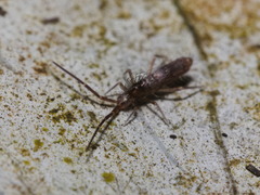 Entomobryoidea