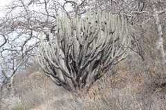 Browningia pilleifera