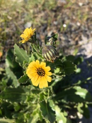 Osteospermum dentatum