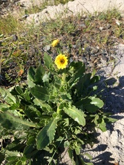 Osteospermum dentatum