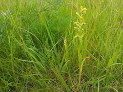Dactylorhiza viridis