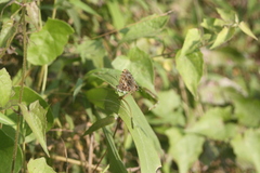 Catapaecilma major