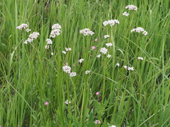 Valeriana capensis