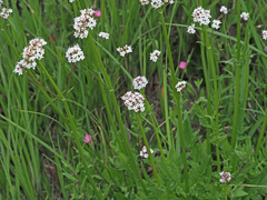 Valeriana capensis