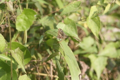 Catapaecilma major