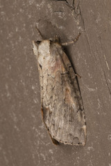Pseudothyatira