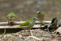 Erythrura prasina