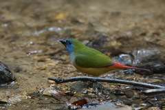 Erythrura prasina