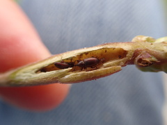 Mecinus collaris
