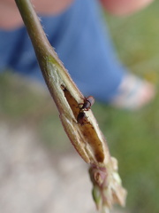 Mecinus collaris