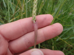 Mecinus collaris