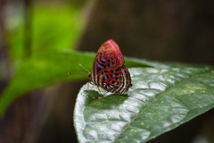 Paralaxita telesia