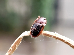 Amphotis marginata