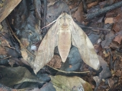 Clanis bilineata