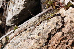 Stenocercus orientalis