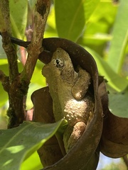 Kurixalus eiffingeri